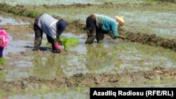 Astarada düyü əkini.