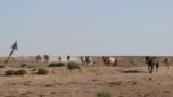 Kazakhstan - Horses coming to drink water from the well. Mangistau region, July 14, 2021.