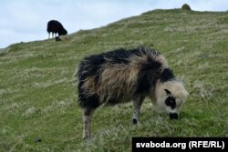 Авечка фарэрская, самастойная